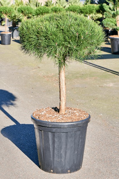 Аліса Веркаде для ландшафтного дизайну